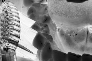 bass im mund neg. invert bw